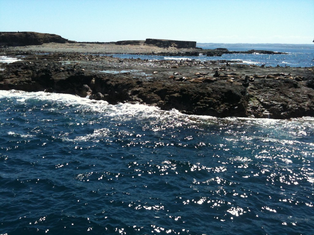 Seal Rocks die Seehundfelsen